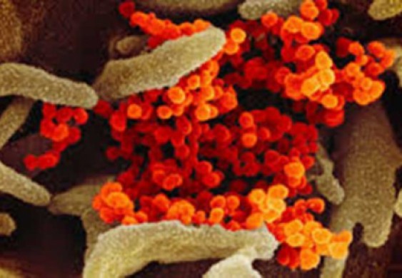 طفرة جديدة تطرأ على كورونا قد تقلب الموازين - البيان الصحي