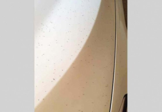 بلدية دبي: علاج كيميائي لـ «بحيرة البرشاء» لوقف انتشار البعوض - محليات