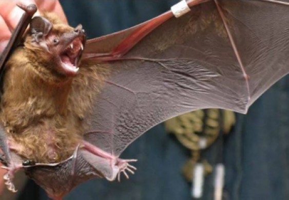 رغم الوباء والحظر.. أكل الخفافيش لم يتوقف