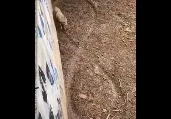 ذئب "يرسم رمزا رياضيا بخطواته" يثير التساؤلات