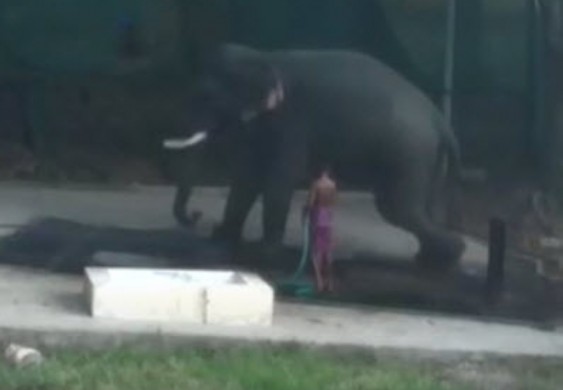 "فيل" يقتل رجلاً ضربه بالسوط