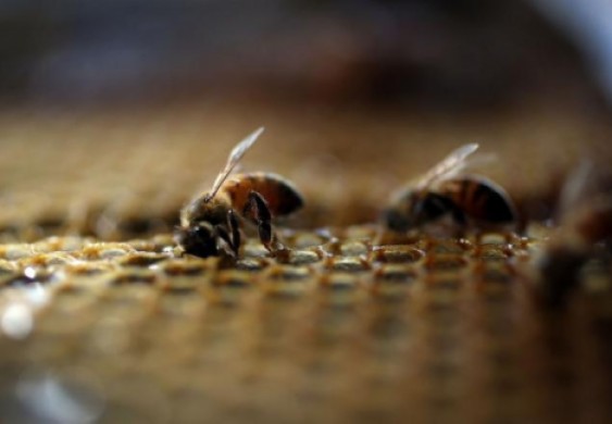 دراسة تثبت قدرة النحل على إجراء العمليات الحسابية