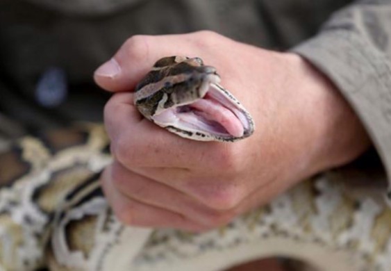 في استراليا.. ضبط زواحف "مدمنة"