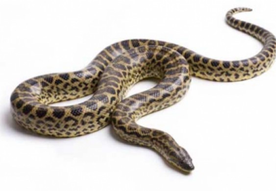 العثور على جثة إندونيسي في معدة ثعبان طوله 4 أمتار