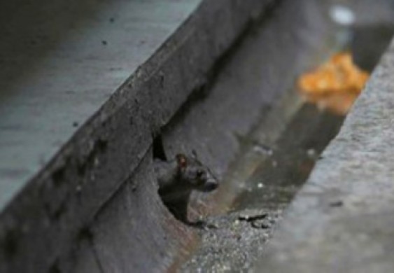 الفئران مطلوبون أمنياً بجاكرتا