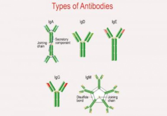 «المعركة المجهرية»... صراع مناعي في عالم لا نراه