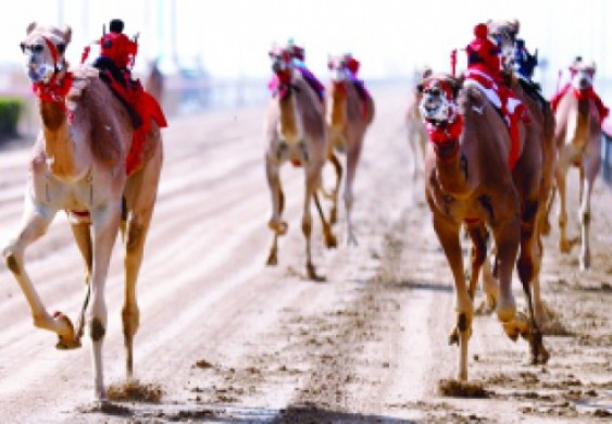 «حماس» لذياب بن محمد بن زايد تظفر بالبكار مهجنات