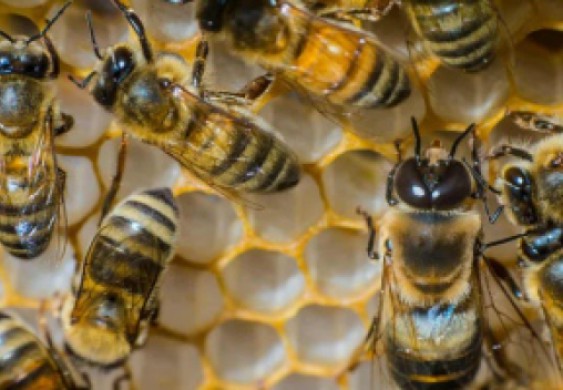 انتشار وباء فيروسي قاتل في أسراب النحل ببريطانيا