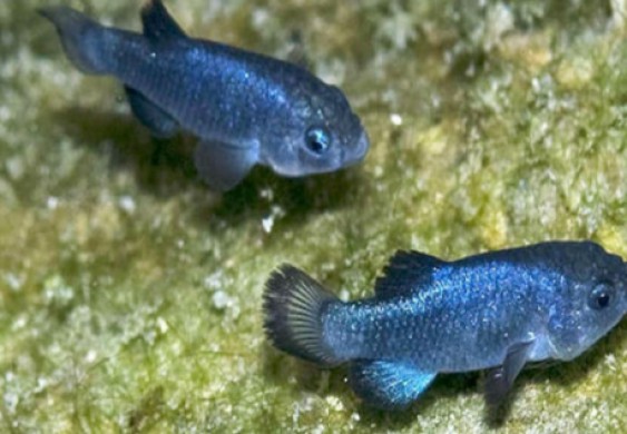 الكائنات الأكثر عزلة على وجه الأرض