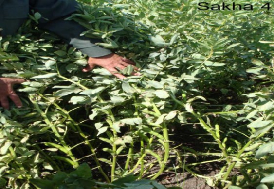 لتوفير «بروتين الغلابة».. الزراعة تخطط للتوسع في زراعة الفول البلدي