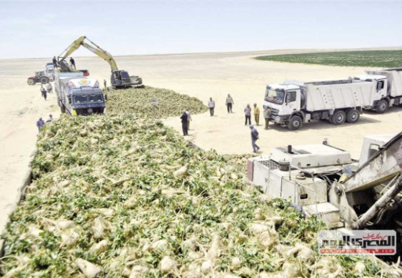 «المصري اليوم» ترصد حصاد «البنجر» بمشروع الـ1.5 مليون فدان غرب المنيا