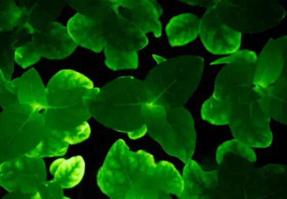 حدائق مضيئة أخر إنجازات الأبحاث العلمية (فيديو)