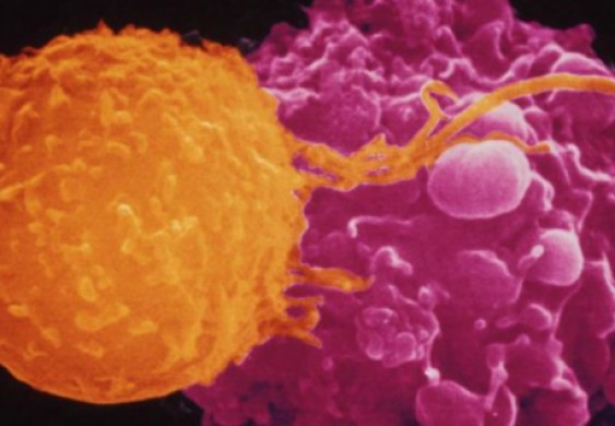 دراسة: "حرب أهلية" في النظام المناعي قد تكافح المرض