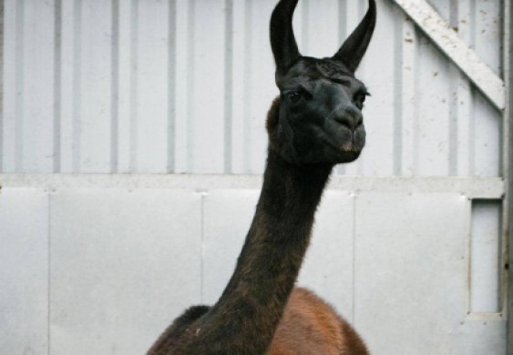 هل يمثل حيوان "اللاما" أملا في طريق القضاء على كورونا؟ - Sky News Arabia سكاي نيوز عربية