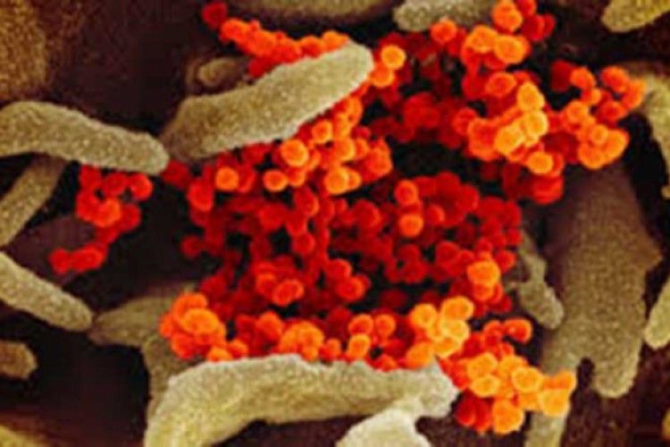 طفرة جديدة تطرأ على كورونا قد تقلب الموازين - البيان الصحي