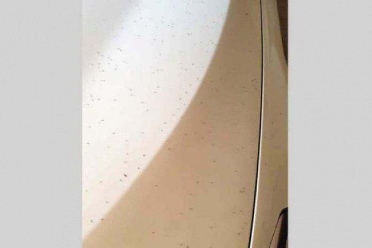 بلدية دبي: علاج كيميائي لـ «بحيرة البرشاء» لوقف انتشار البعوض - محليات