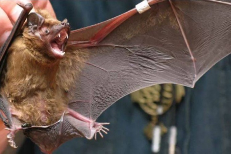 رغم الوباء والحظر.. أكل الخفافيش  لم يتوقف