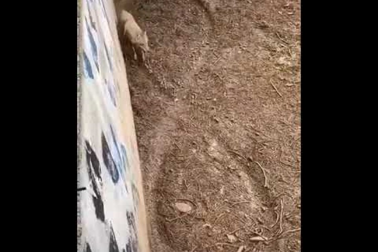 ذئب "يرسم رمزا رياضيا بخطواته" يثير التساؤلات