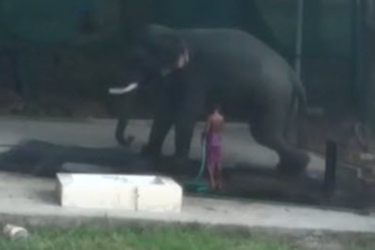 "فيل" يقتل رجلاً ضربه بالسوط