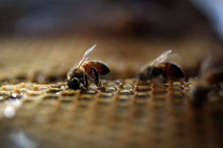 دراسة تثبت قدرة النحل على إجراء العمليات الحسابية