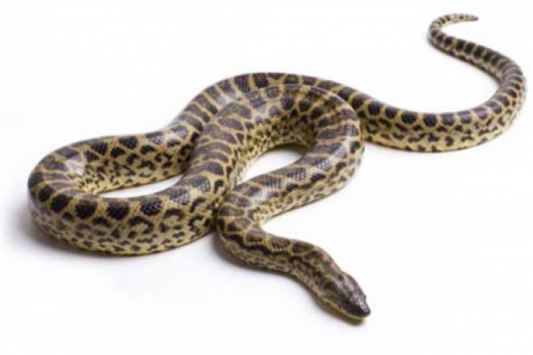 العثور على جثة إندونيسي في معدة ثعبان طوله 4 أمتار