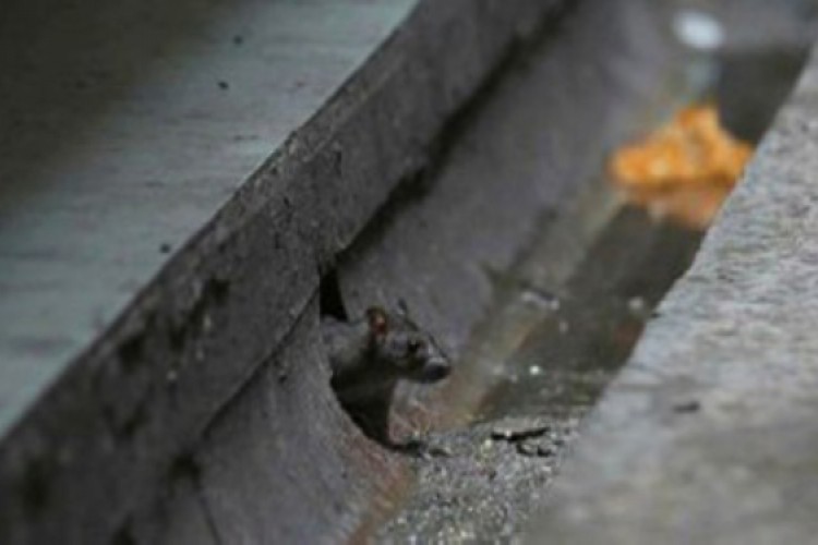 الفئران مطلوبون أمنياً بجاكرتا