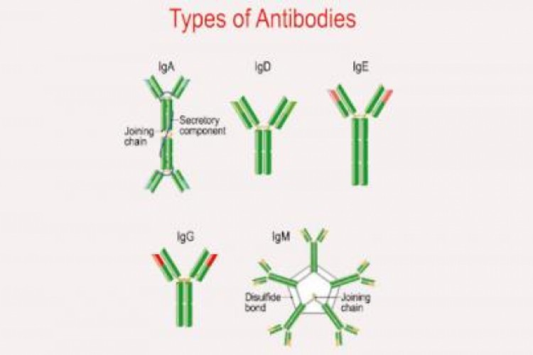«المعركة المجهرية»... صراع مناعي في عالم لا نراه