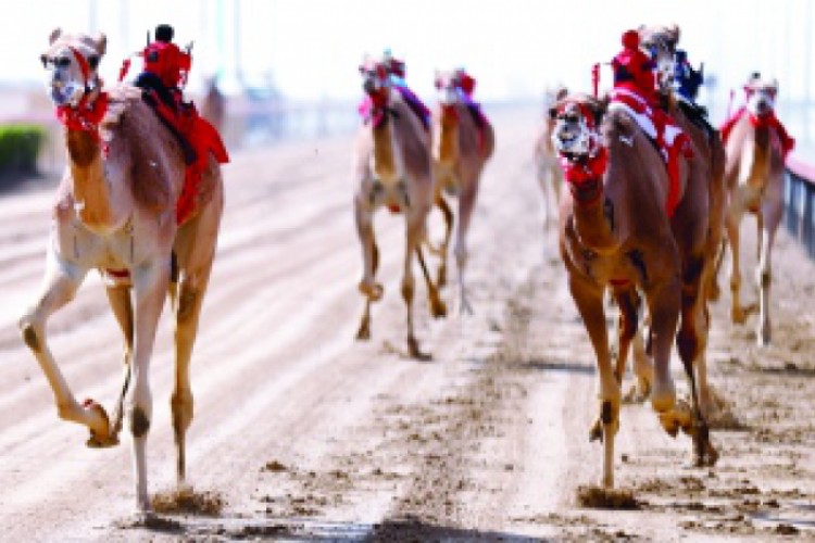 «حماس» لذياب بن محمد بن زايد تظفر بالبكار مهجنات