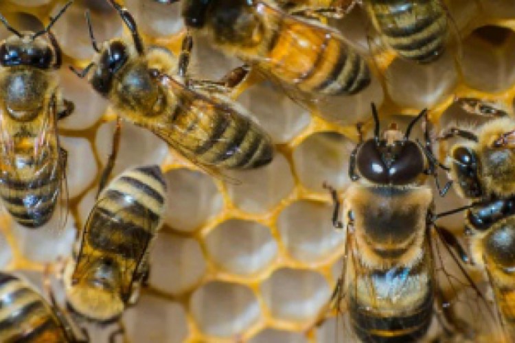 انتشار وباء فيروسي قاتل في أسراب النحل ببريطانيا