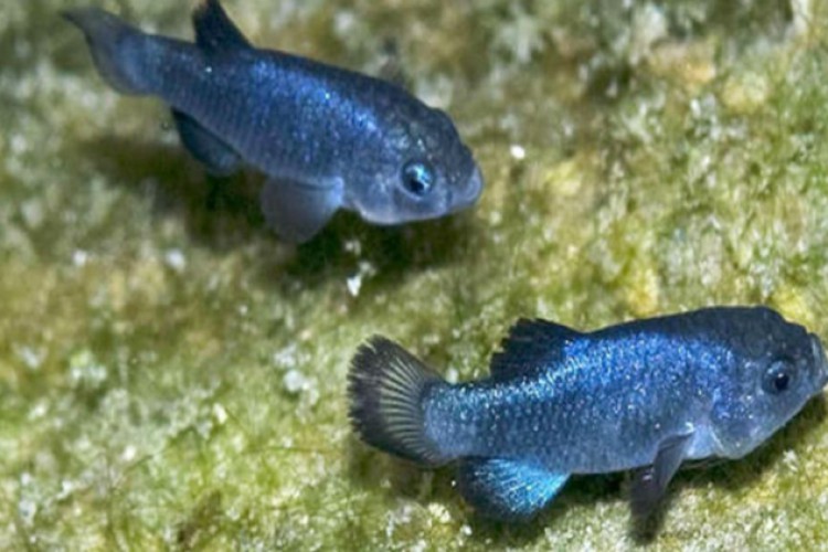 الكائنات الأكثر عزلة على وجه الأرض