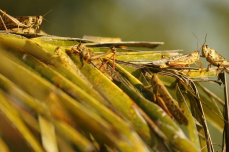 استخدام الجراد "للكشف عن المتفجرات"