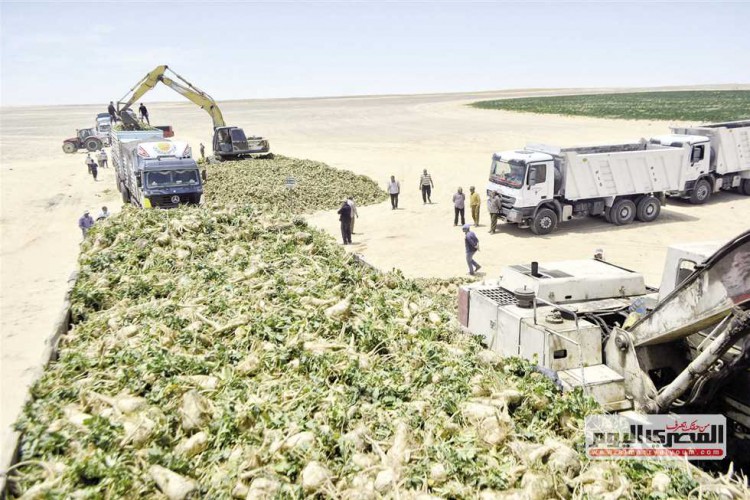 «المصري اليوم» ترصد حصاد «البنجر» بمشروع الـ1.5 مليون فدان غرب المنيا