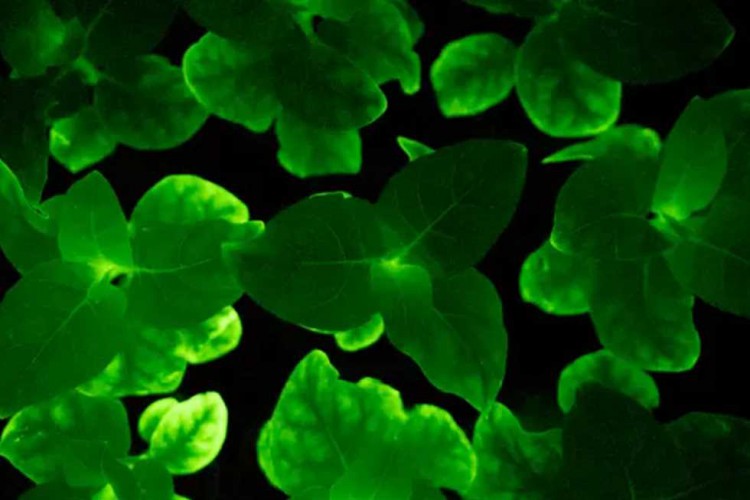 حدائق مضيئة أخر إنجازات الأبحاث العلمية (فيديو)