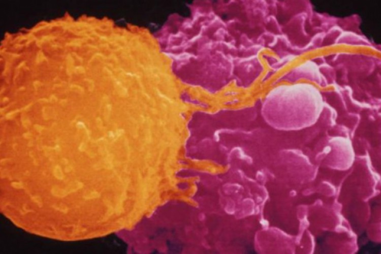 دراسة: "حرب أهلية" في النظام المناعي قد تكافح المرض